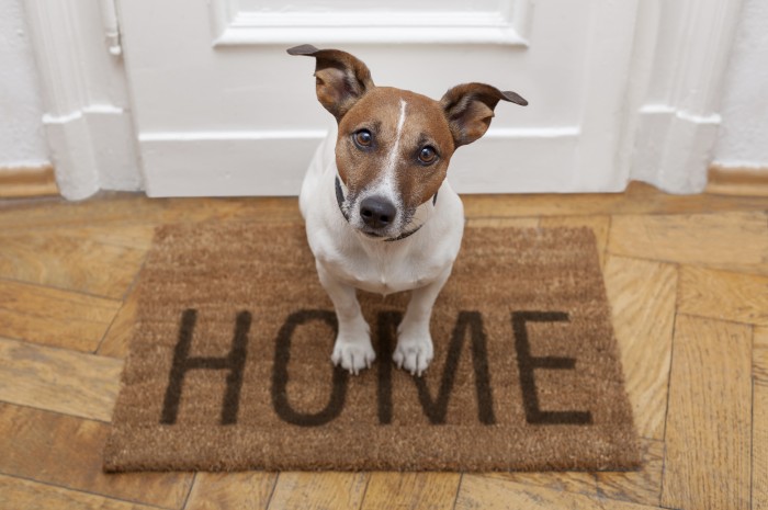 dog-welcome-home-000021658227_Double-700x465